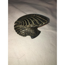 Conchiglie