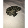 Conchiglie